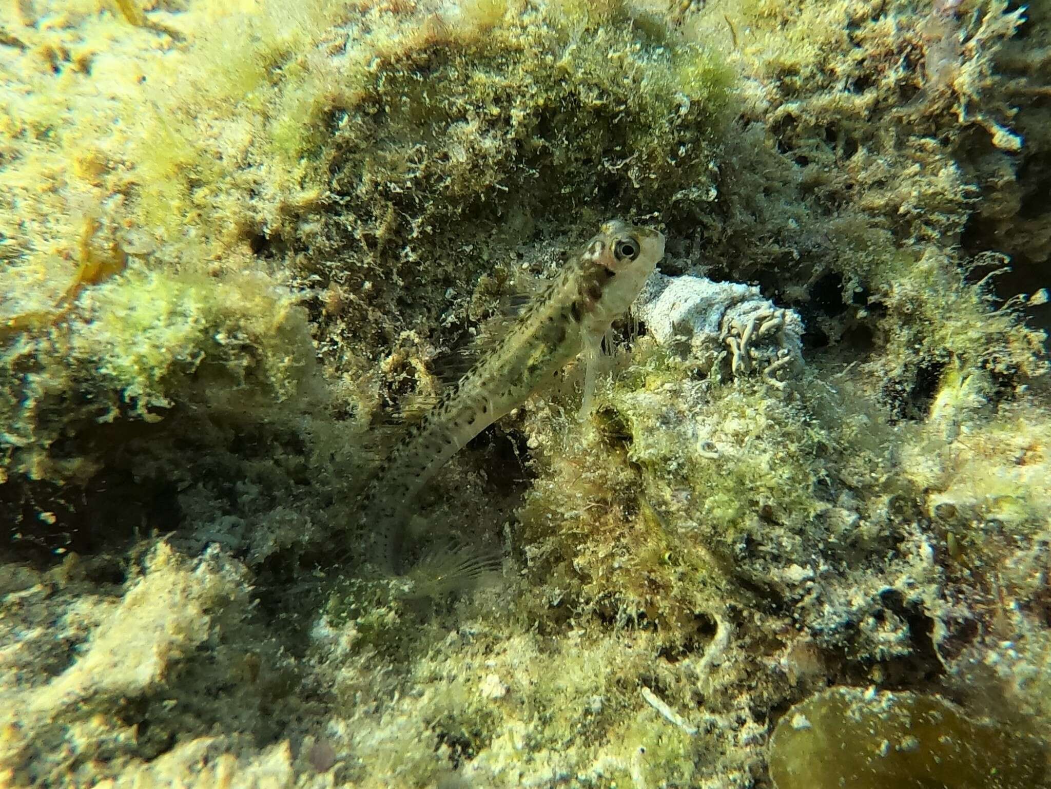 Image of Germain&#39;s blenny