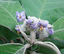 Image of earleaf nightshade