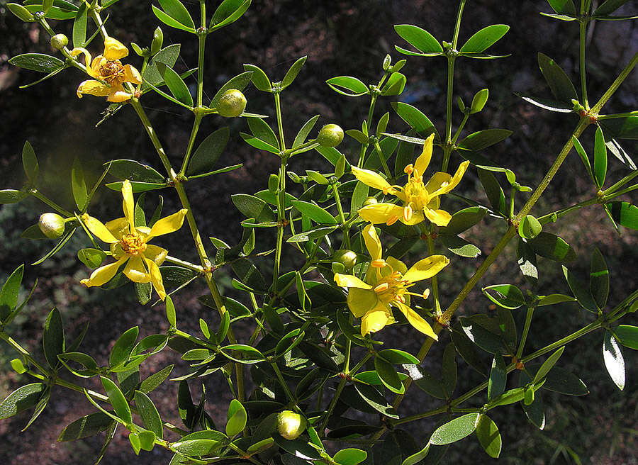 Image de Larrea divaricata Cav.