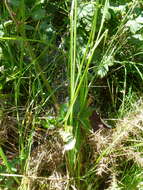 Image of Green-Sheath Sedge