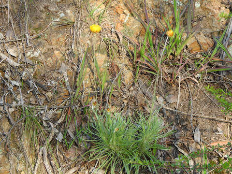 Image of Leucochrysum albicans subsp. albicans