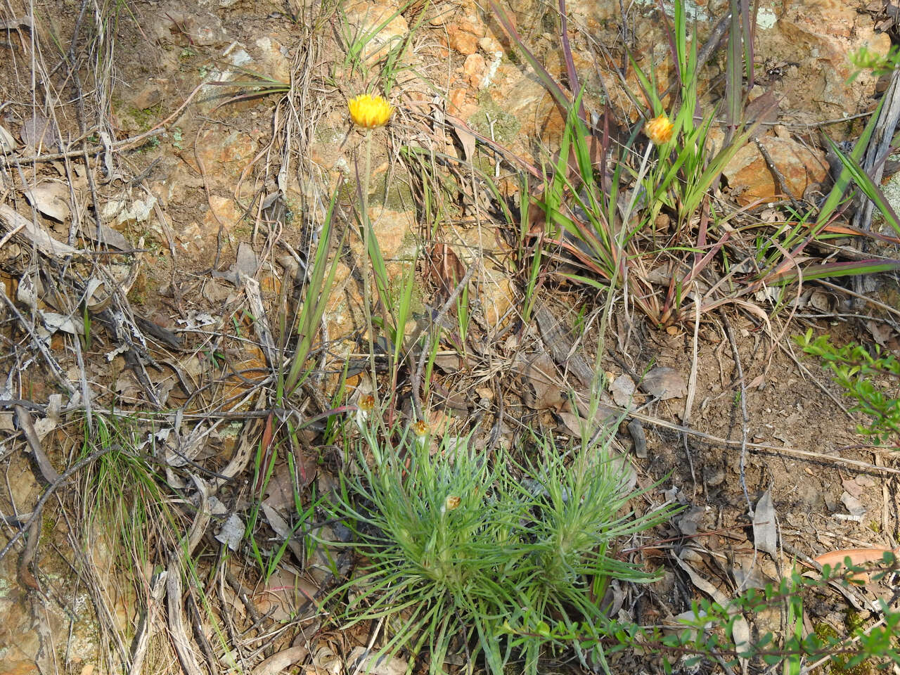 Image of Leucochrysum albicans subsp. albicans