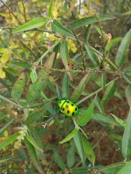 Image of Chrysocoris purpureus