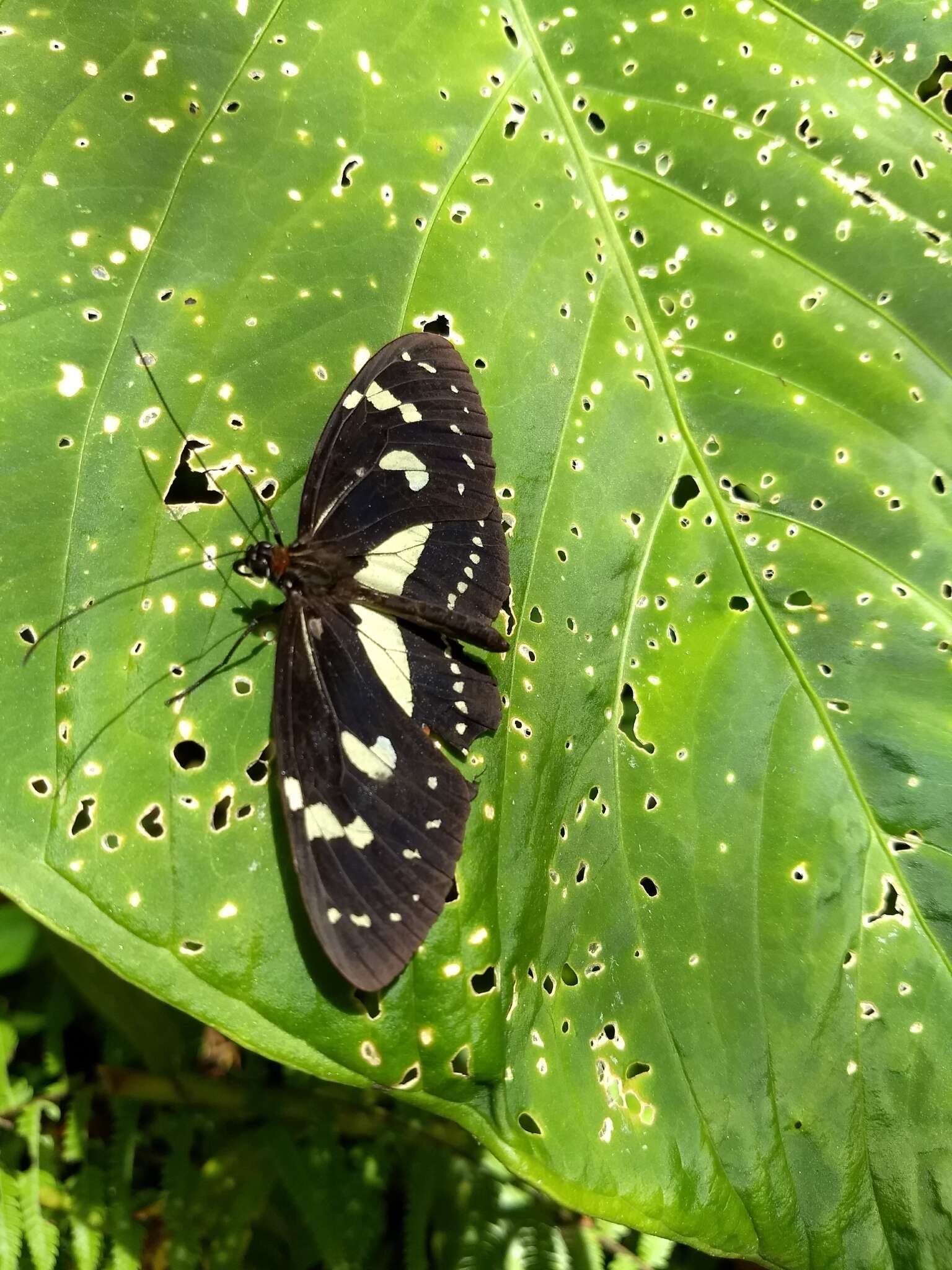 Image of Elzunia humboldtii Latreille (1811)