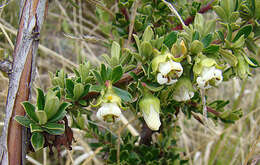 Escallonia myrtilloides L. fil. resmi