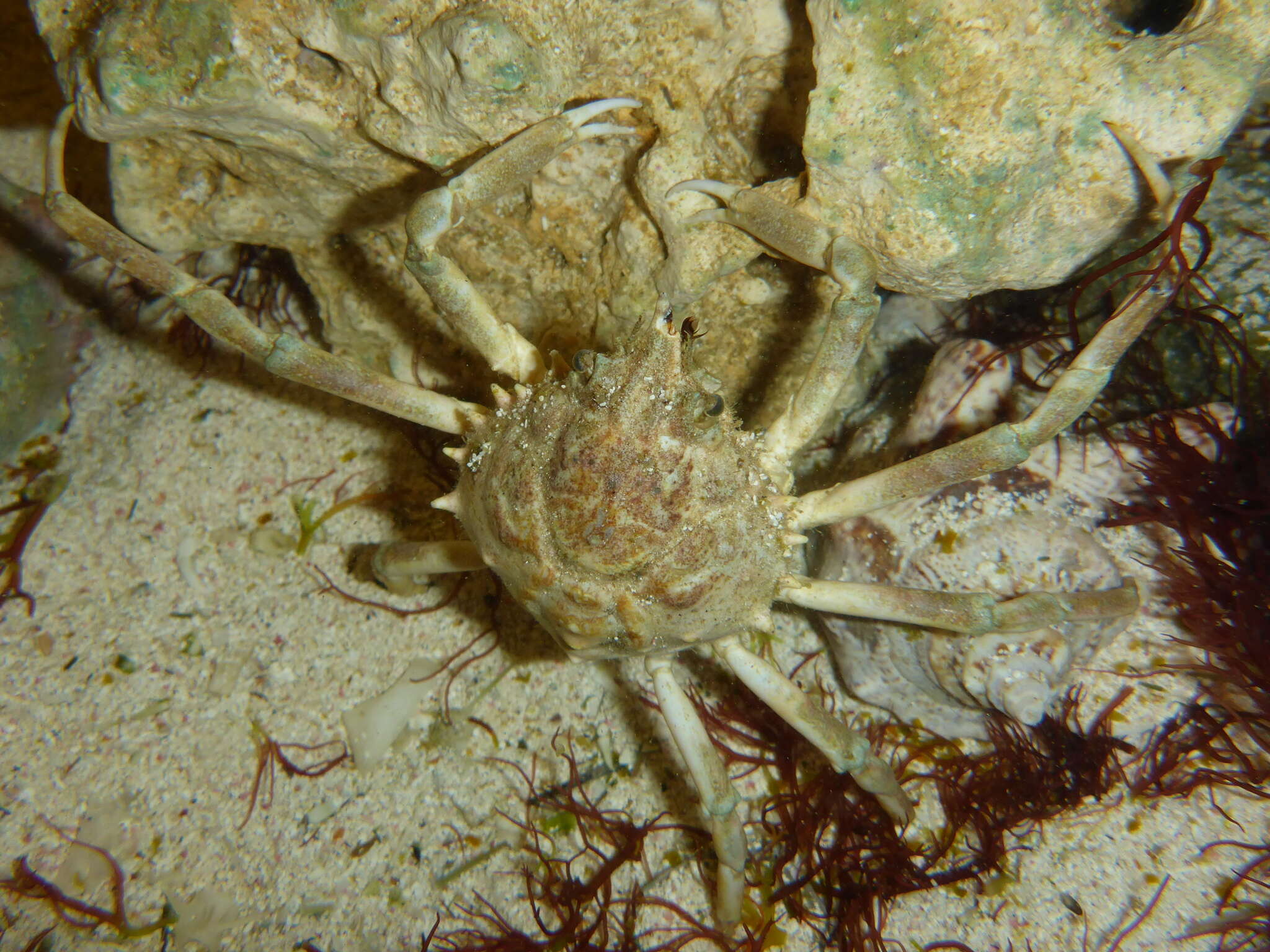 Image of doubtful spider crab