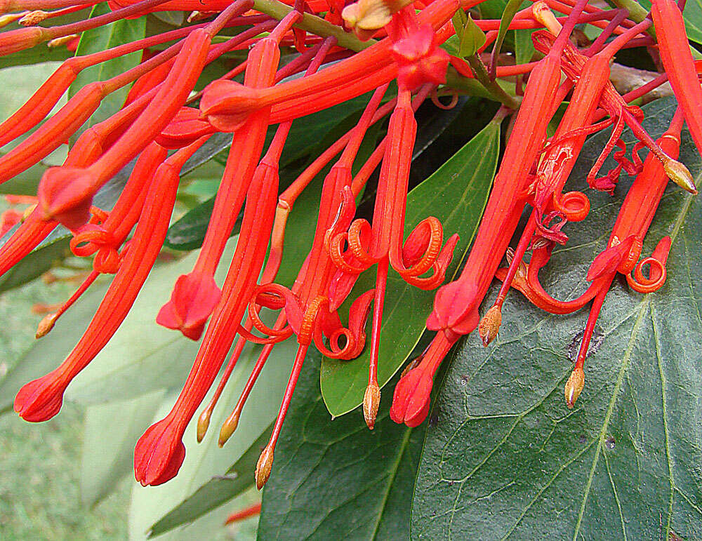 Image de Embothrium coccineum J. R. Forster & G. Forster