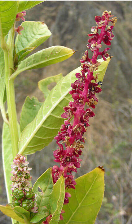 Image of Trichostigma peruvianum (Moquin) H. Walter