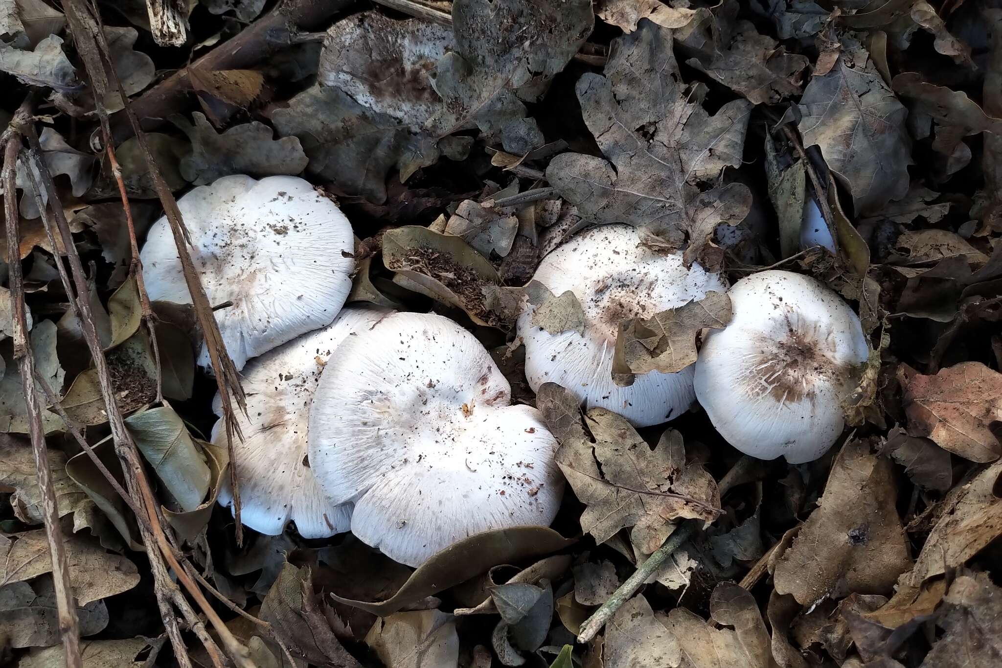 Image of Agaricus moelleroides Guinb. & L. A. Parra 2013