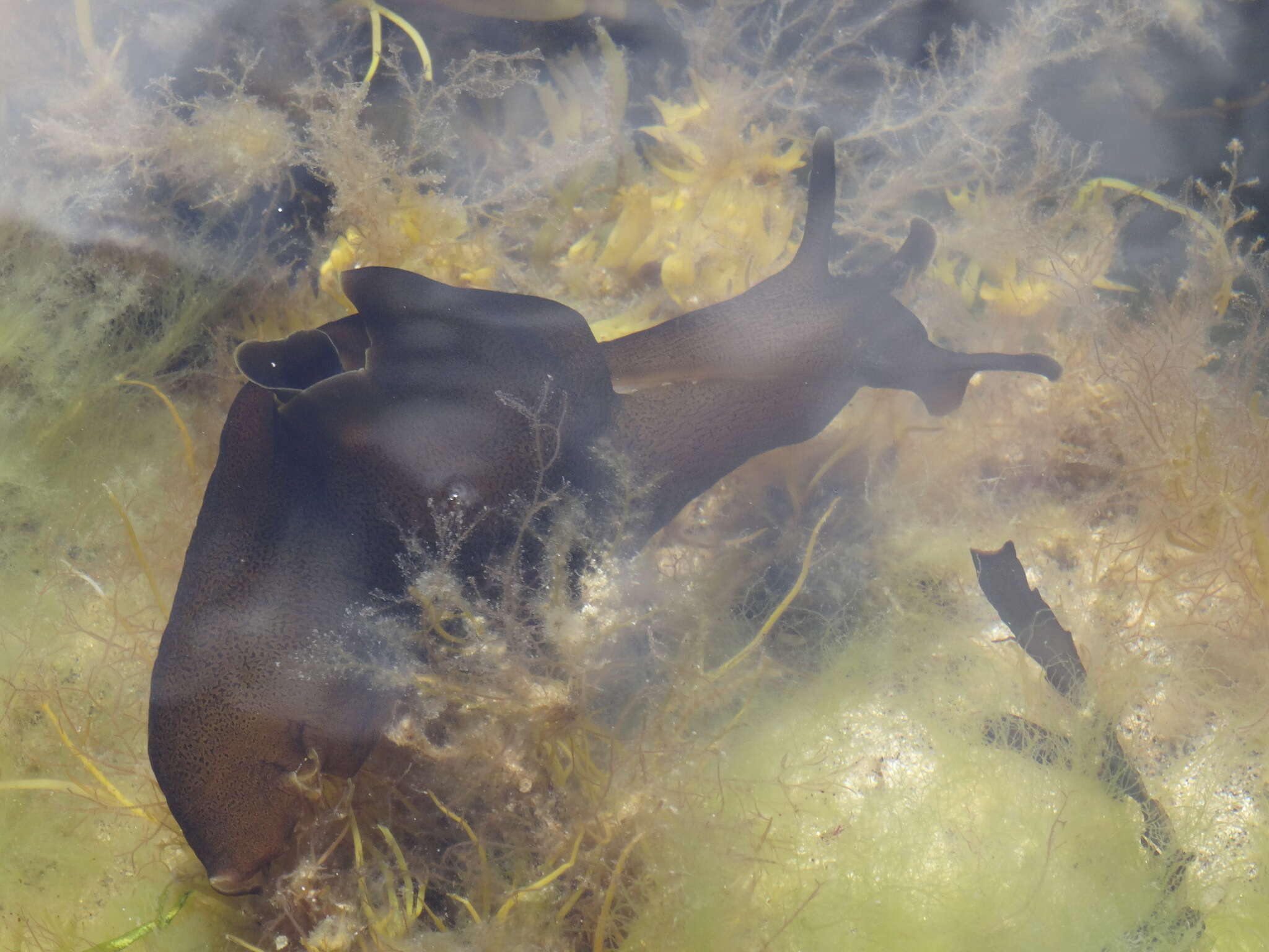 Aplysia punctata (Cuvier 1803) resmi