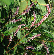 Image of Swamp Smartweed