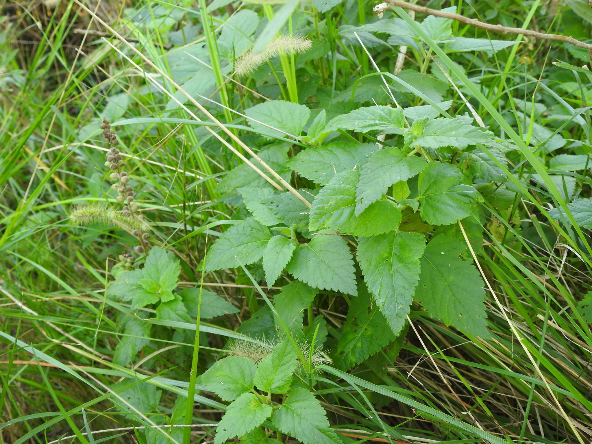 Sivun Teucrium vesicarium Mill. kuva