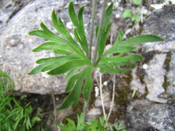 Image of Pacific anemone