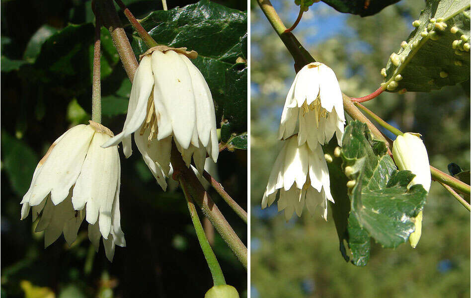 Image of Crinodendron patagua Molina