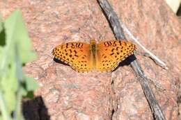 Image of Aphrodite Fritillary