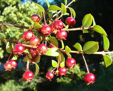 Image of Chilean guava