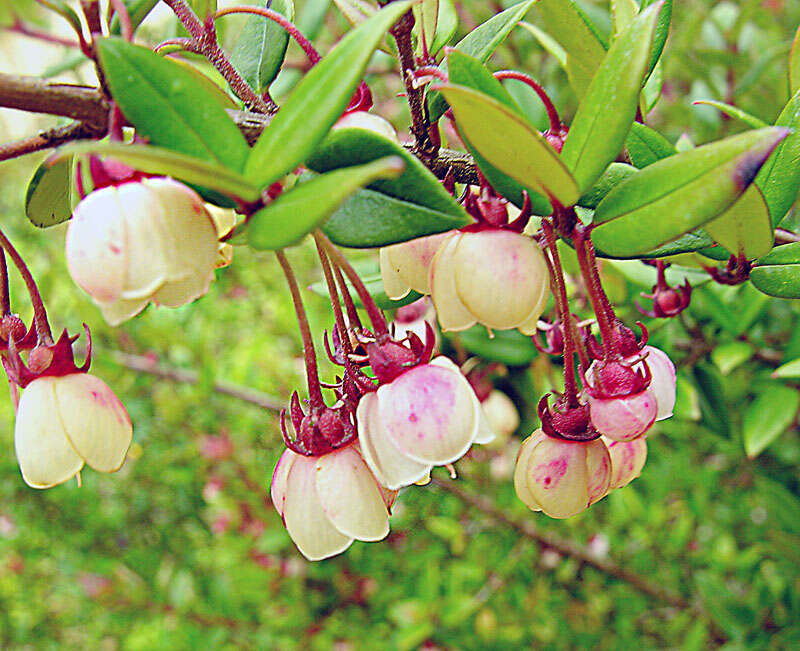 Image of Chilean guava