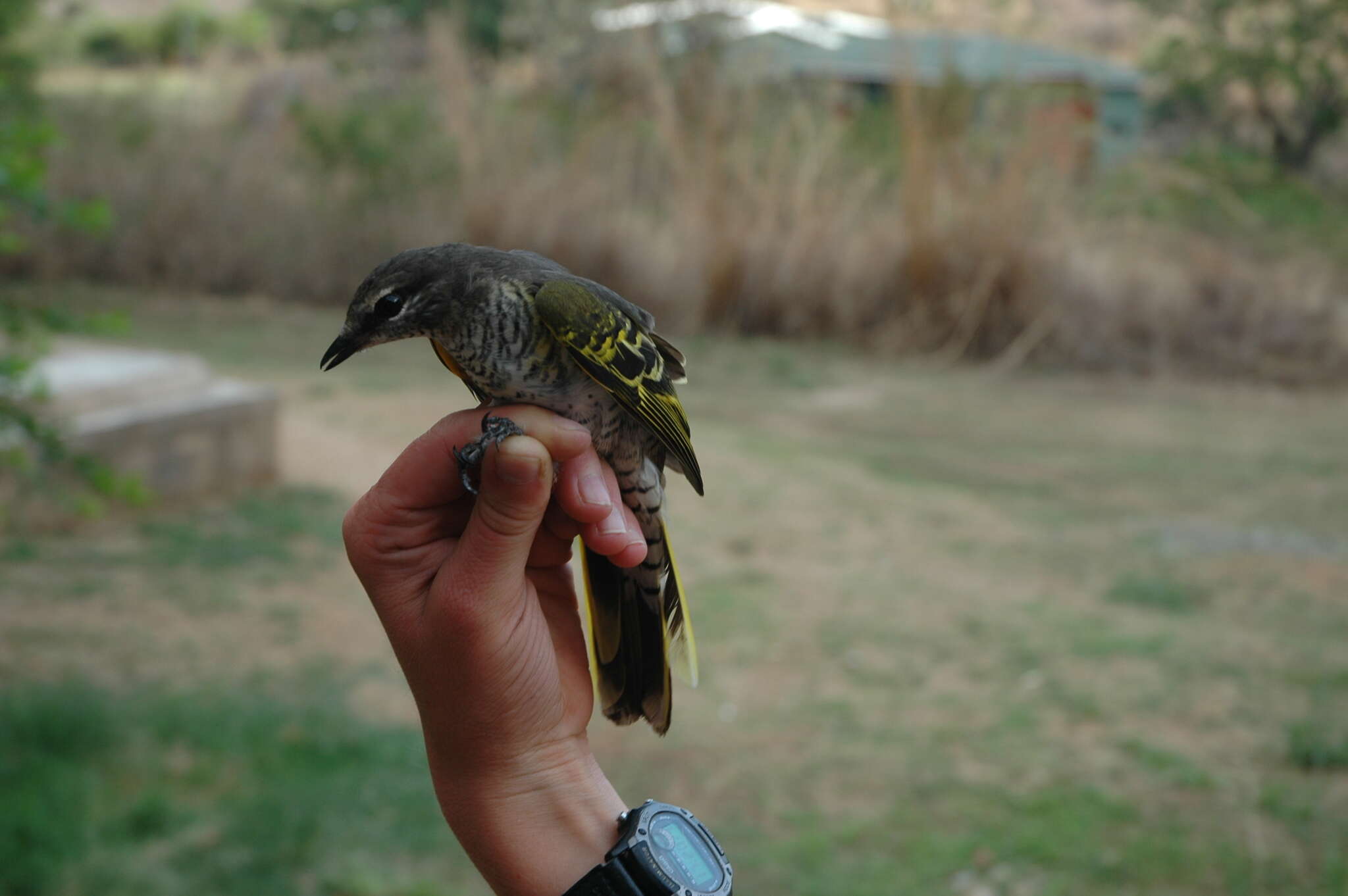 Image of Red-shouldered Cuckoo-shrike