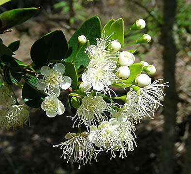 Image de Amomyrtus meli (Phil.) D. Legrand & Kausel