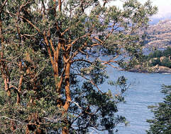 Image of Chilean Myrtle