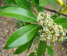 Image of Yerba Maté