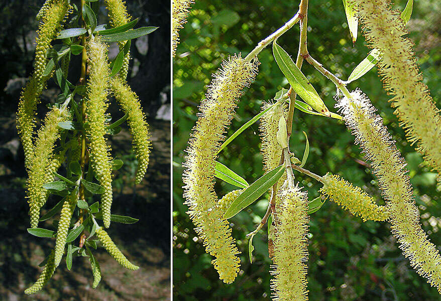 Salix humboldtiana Willd.的圖片