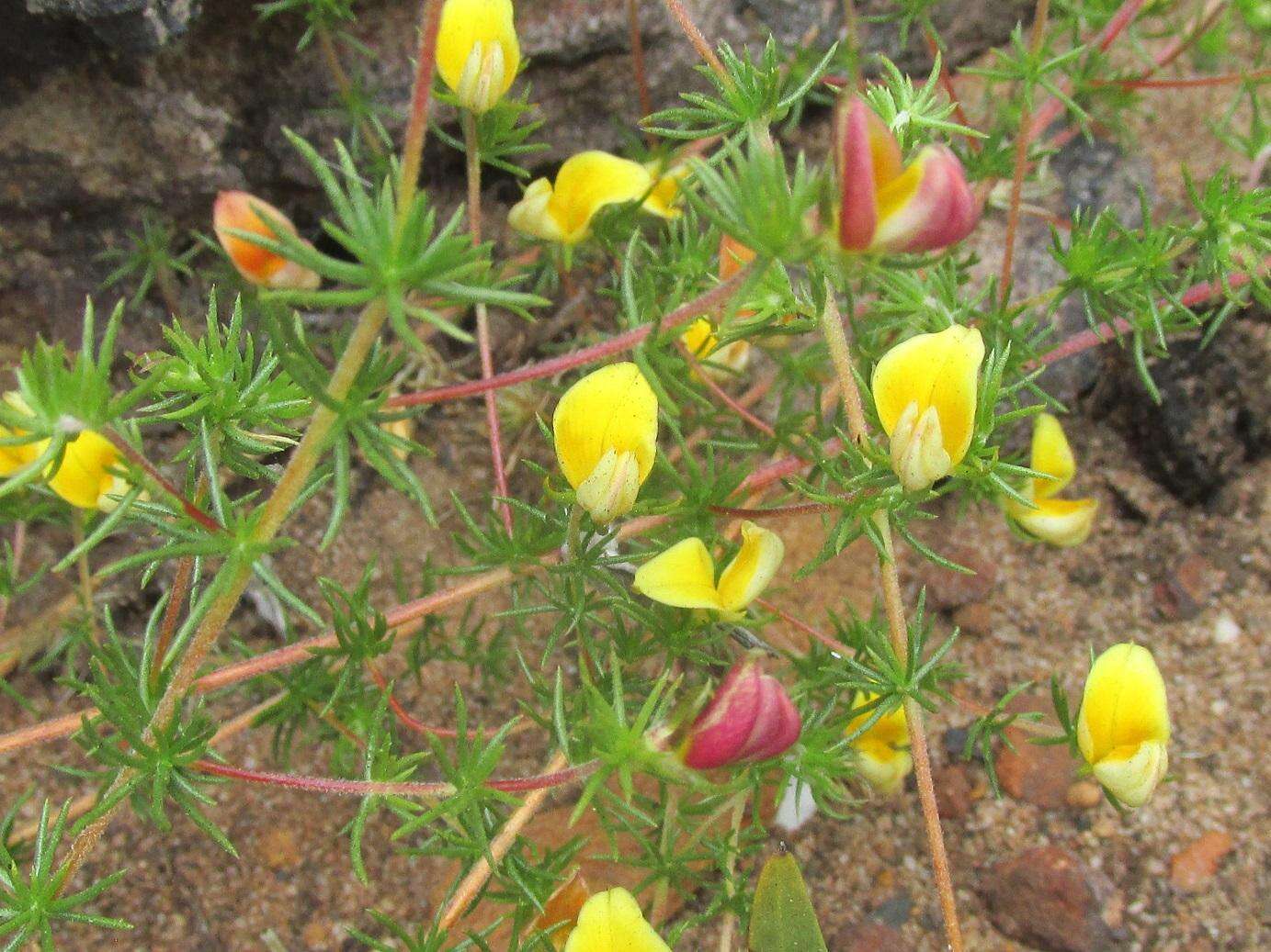 Image of Aspalathus retroflexa subsp. retroflexa