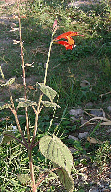 Sivun Salvia oppositiflora Ruiz & Pav. kuva