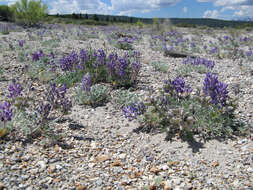 Image of Mono Lake lupine