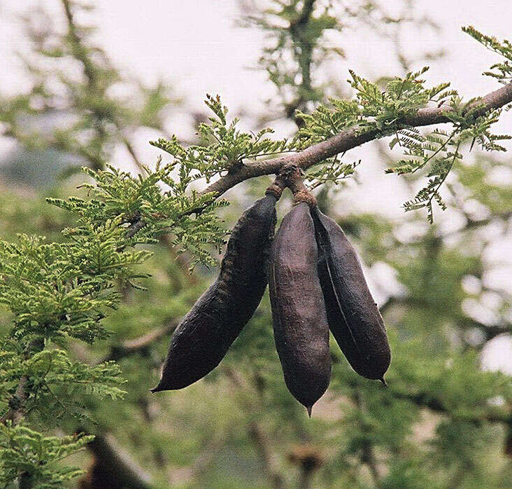 Plancia ëd Vachellia caven (Molina) Seigler & Ebinger