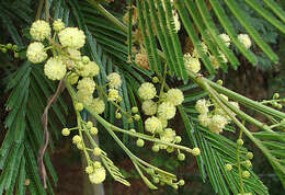 Plancia ëd Anadenanthera colubrina (Vell.) Brenan