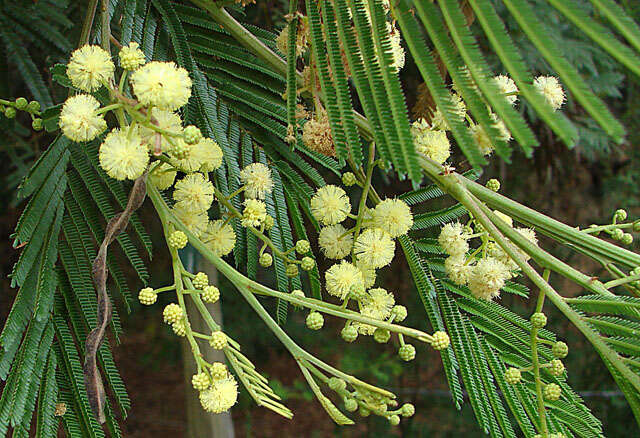 Plancia ëd Anadenanthera colubrina (Vell.) Brenan