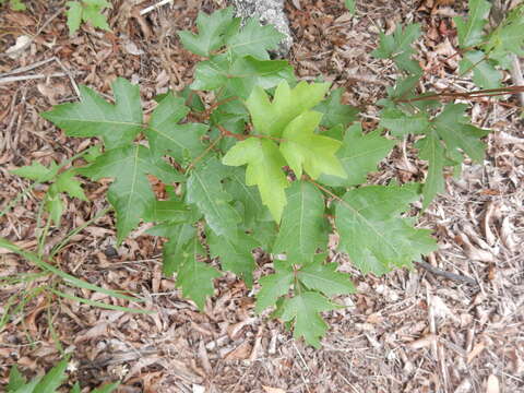 Image of eastern poison ivy