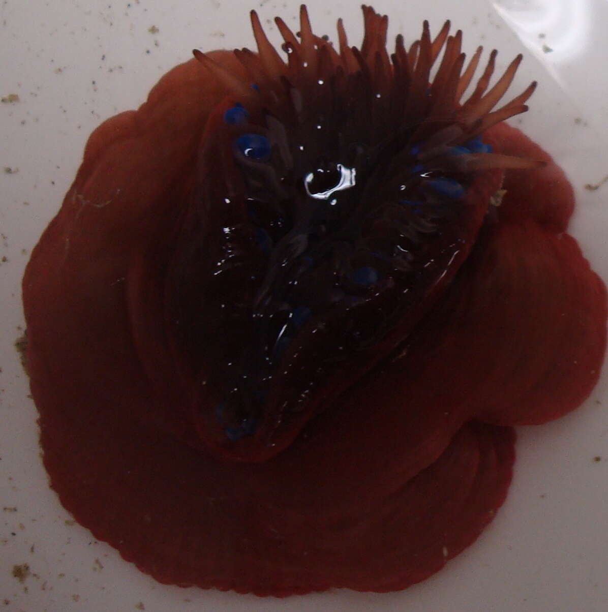 Image of Beadlet anemone