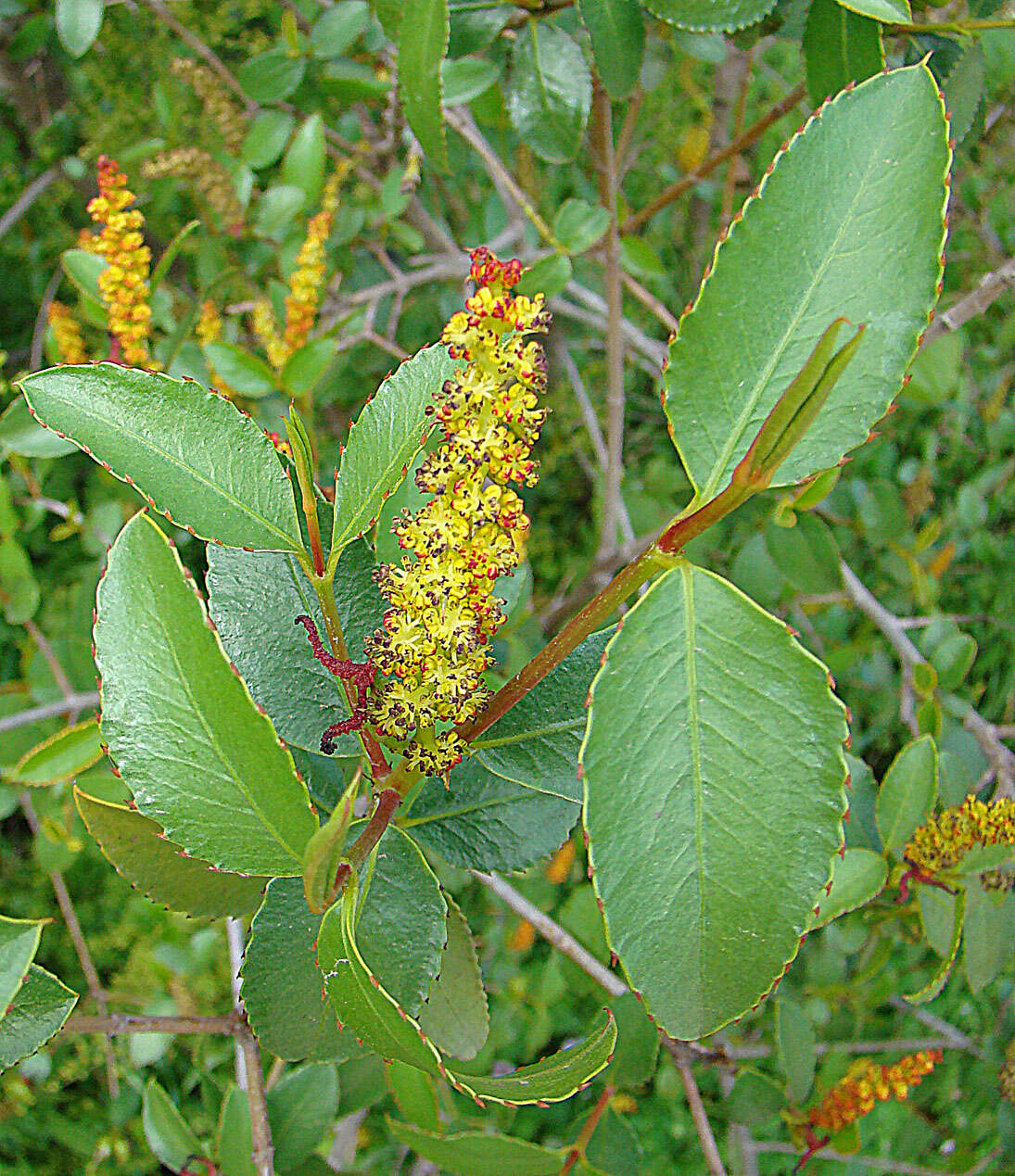 Image of Colliguaja odorifera Molina