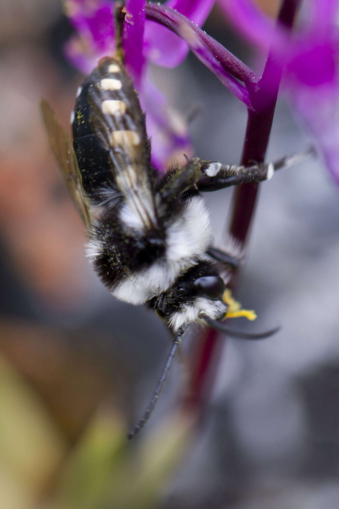 Melecta obscura simulatrix (Lieftinck 1969) resmi