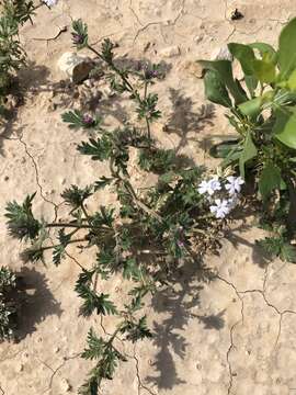 Image of Pale Mock Vervain