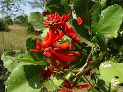 Image of Erythrina senegalensis DC.