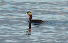Image of Great Grebe