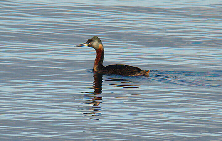 Podiceps major (Boddaert 1783) resmi