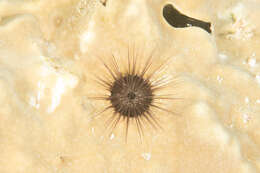 Image of Echinostrephus A. Agassiz 1863