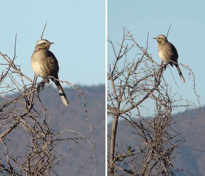 Image of Chilean Mockingbird