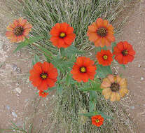 Image of Peruvian zinnia