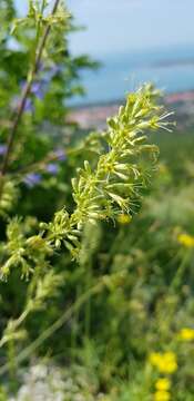 Imagem de Silene densiflora Dum.-Urville