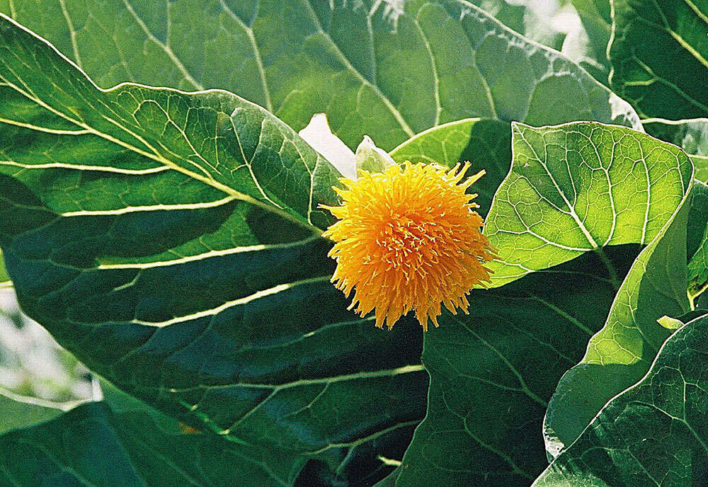 Image of Sonchus brassicifolius S. C. Kim & Mejías