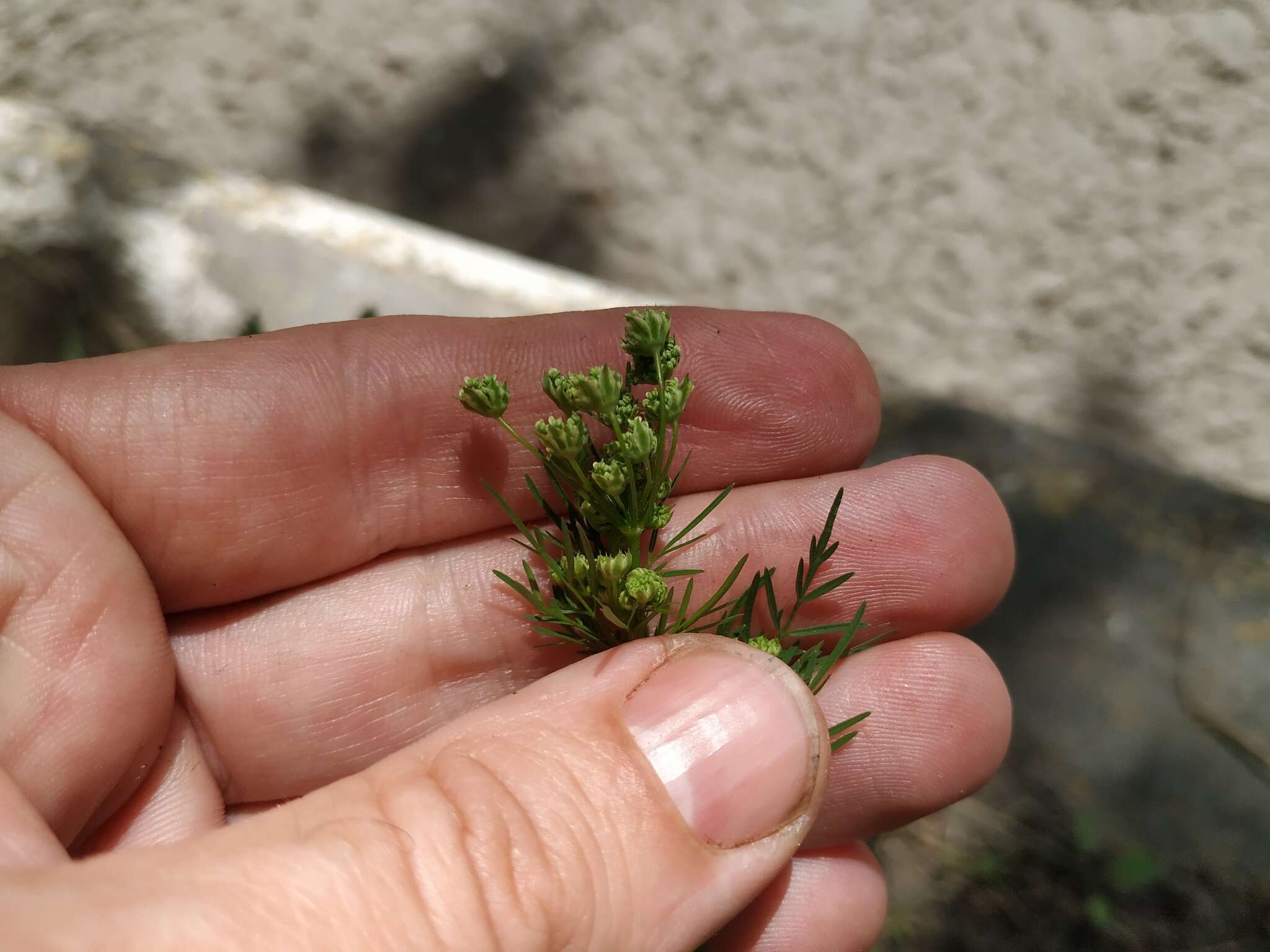 Image of Chaerophyllum prescottii DC.