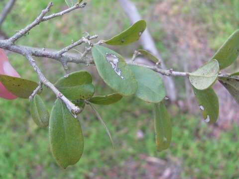 Sivun Diospyros texana Scheele kuva