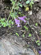 Image of Salvia przewalskii Maxim.