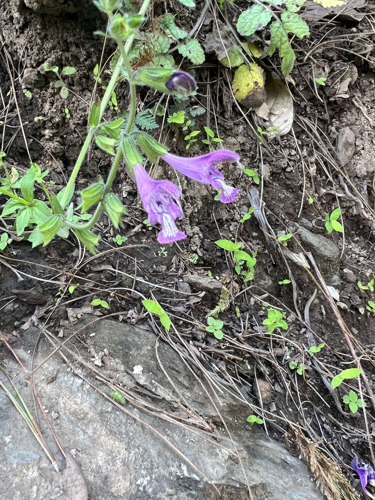 Salvia przewalskii Maxim. resmi