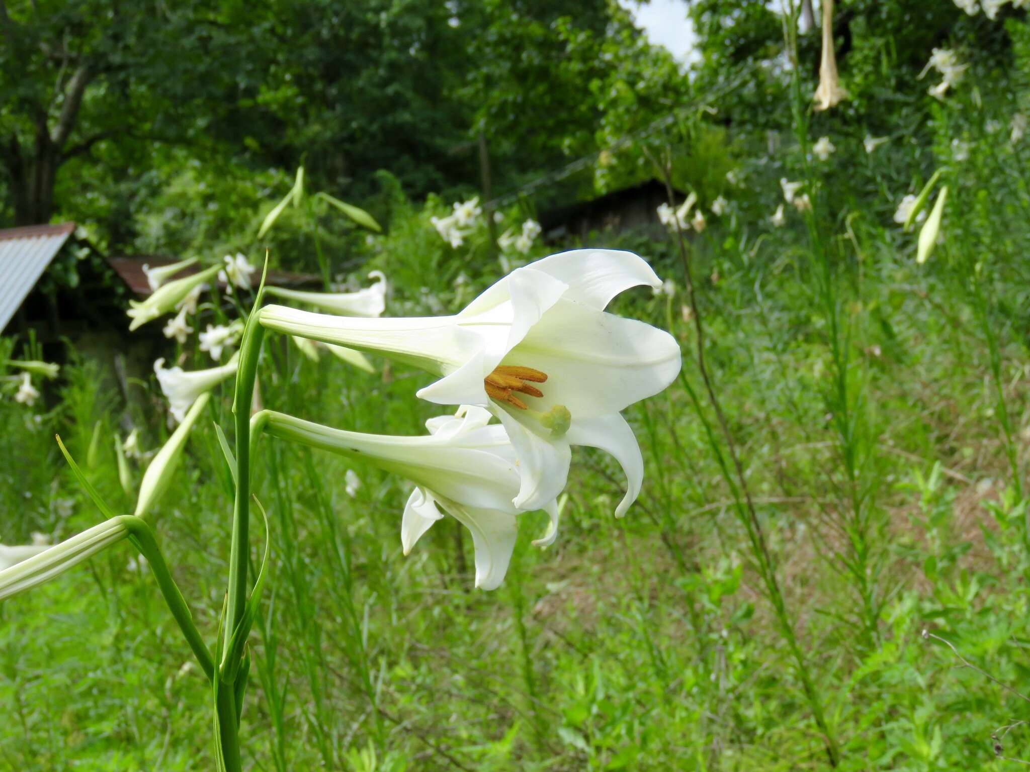 Image of Philippine lily